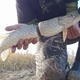 Pike caught in a Powerade wrapper. Image: Adam Turnbull